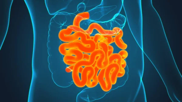 Small Intestine Illustration Human Digestive System Anatomy Medical Concept — Stock fotografie