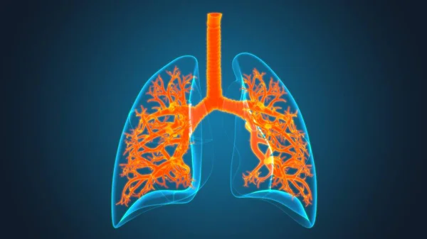 Lungen Human Respiratory System Anatomie Für Medizinisches Konzept Illustration — Stockfoto