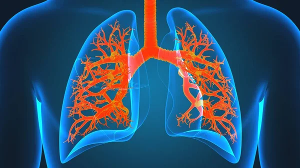 Anatomia Del Sistema Respiratorio Umano Dei Polmoni Concetto Medico Illustrazione — Foto Stock