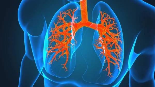 Anatomía Del Sistema Respiratorio Humano Los Pulmones Para Ilustración Del —  Fotos de Stock