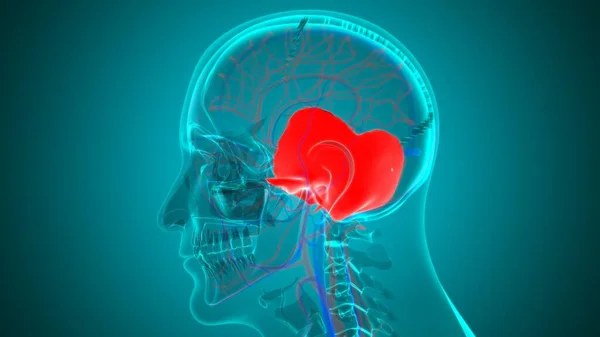 Anatomia Ossea Temporale Del Cranio Dello Scheletro Umano Illustrazione Medica — Foto Stock