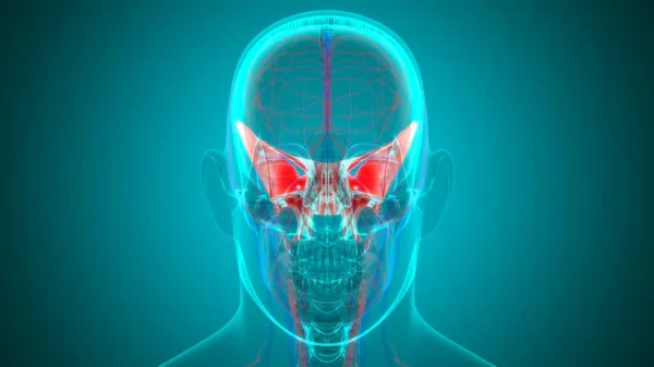 Human Skeleton Skull Sphenoid Bone Anatomy For Medical Concept 3D Illustration