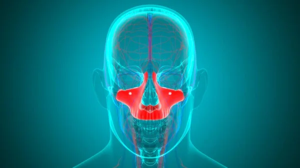 Anatomia Ossea Maxillale Del Cranio Dello Scheletro Umano Illustrazione Medica — Foto Stock