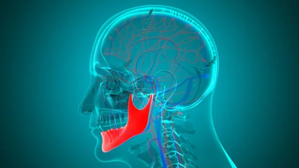 Människa Skelett Skalle Mandible Ben Anatomi För Medical Concept Illustration — Stockfoto