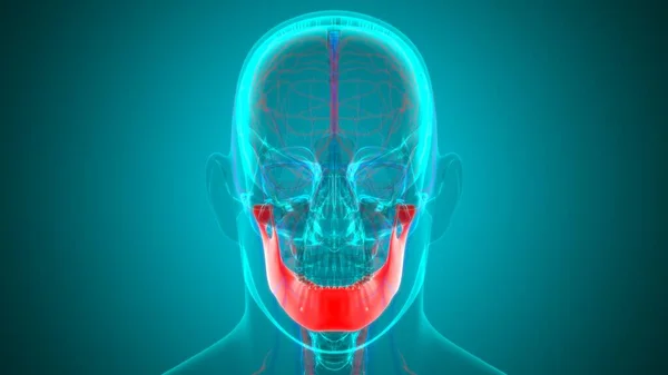 Tıbbi Konsept Için Nsan Skeleti Kafatası Çene Kemiği Anatomisi Boyutlu — Stok fotoğraf