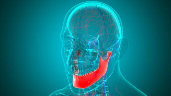 Människa Skelett Skalle Mandible Ben Anatomi För Medical Concept Illustration — Stockfoto