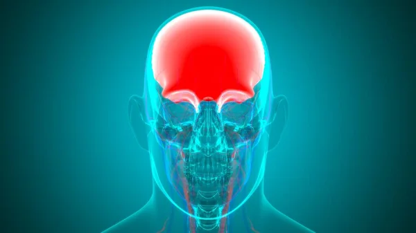 Human Skeleton Skull Frontal Bone Anatomy Medical Concept Illustration — 스톡 사진