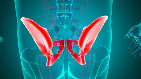 Human Skeleton Hip or Pelvic bone Anatomy For Medical Concept 3D Illustration