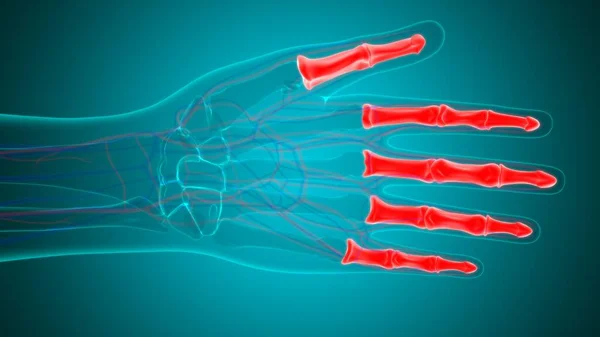 Human Skeleton Hand Phalanges Bone Anatomy For Medical Concept 3D Illustration