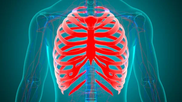 Mänskliga Skelett Anatomi Rib Cage Rendering För Medicinskt Koncept — Stockfoto