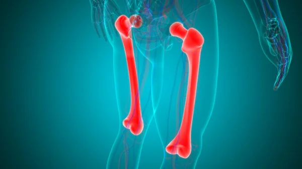 Mänskligt Skelett Anatomi Femur Bone Rendering För Medicinskt Koncept — Stockfoto