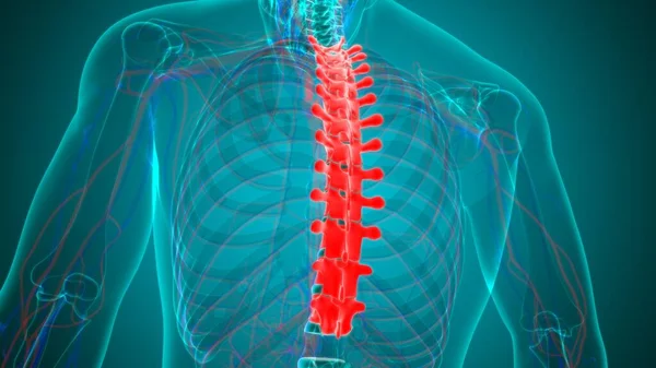 Columna Vertebral Esqueleto Humano Vértebras Torácicas Anatomía Ilustración —  Fotos de Stock