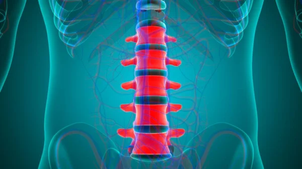 Human Skeleton Vertebral Column Lumbar Vertebrae Anatomy 3D Illustration