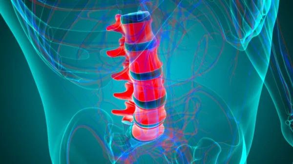 Columna Vertebral Esqueleto Humano Vértebras Lumbares Anatomía Ilustración — Foto de Stock