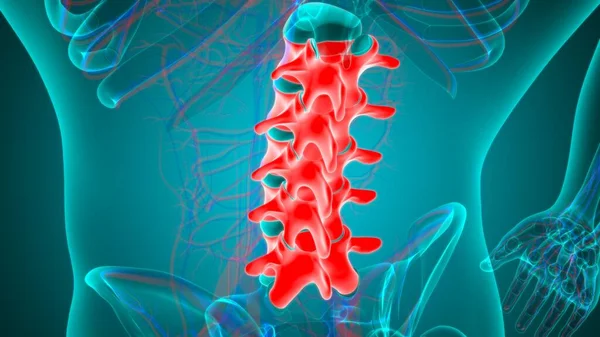 Human Skeleton Vertebral Column Lumbar Vertebrae Anatomy 3D Illustration