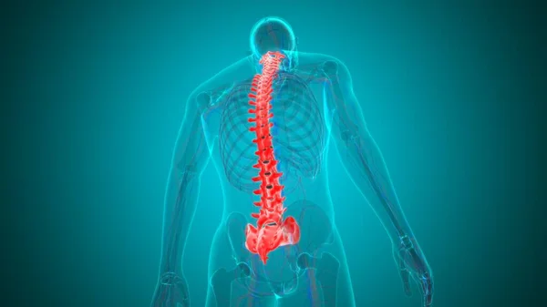 Human Skeleton Vertebral Column Vertebrae Anatomy 3D Illustration