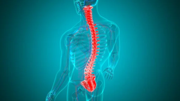 Columna Vertebral Esqueleto Humano Vértebras Anatomía Ilustración — Foto de Stock