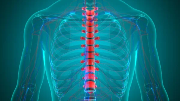 Nsan Skeleti Omurgası Torasik Omurga Anatomisi Llüstrasyon — Stok fotoğraf