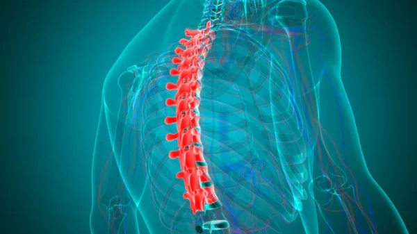 Columna Vertebral Esqueleto Humano Vértebras Torácicas Anatomía Ilustración —  Fotos de Stock