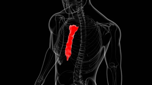 Human Skeleton Sternum Bone Anatomy Medical Concept Illustration — 스톡 사진