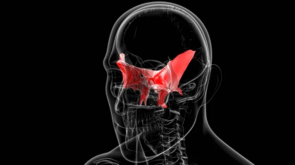 Human Skeleton Skull Sphenoid Bone Anatomy Medical Concept Illustration — Stock fotografie