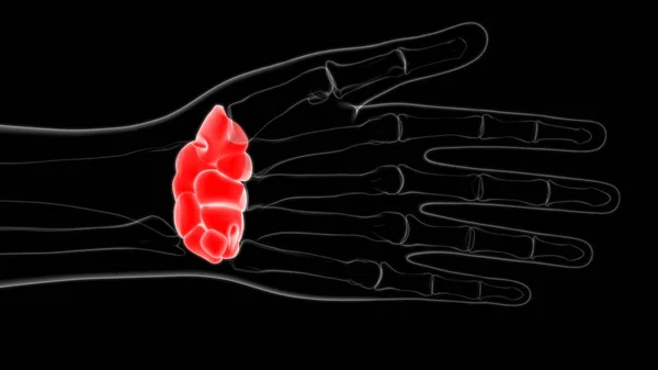 Human Skeleton Hand Wrist Carpals Bone Anatomy Medical Concept Illustration — 스톡 사진
