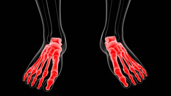 Людські Скелетні Кістки Ноги Анатомія Медичної Концепції Ілюстрації — стокове фото