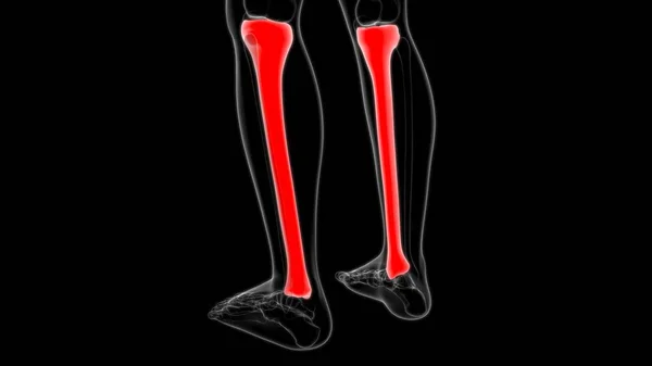 Anatomia Esqueleto Humano Tibia Bone Rendering Para Conceito Médico — Fotografia de Stock