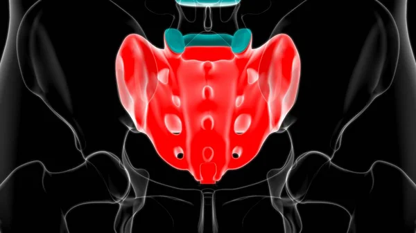 Human skeleton anatomy Sacral Bone 3D Rendering For Medical Concept