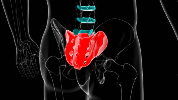 Human skeleton anatomy Sacral Bone 3D Rendering For Medical Concept