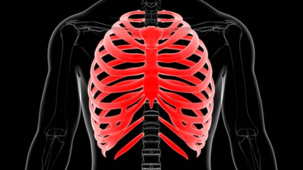 Mänskliga Skelett Anatomi Rib Cage Rendering För Medicinskt Koncept — Stockfoto