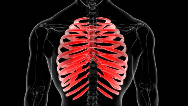 Human skeleton anatomy Rib Cage 3D Rendering For Medical Concept