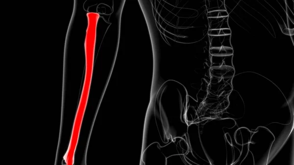 Ανθρώπινη Ανατομία Σκελετού Ακτίνα Οστών Αποτύπωση Για Ιατρική Έννοια — Φωτογραφία Αρχείου