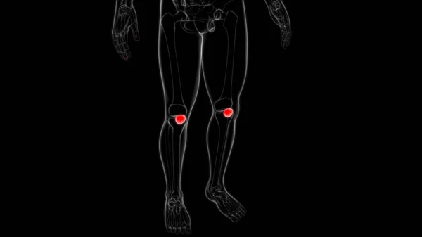 Mänskligt Skelett Anatomi Patella Bone Rendering För Medicinskt Koncept — Stockfoto