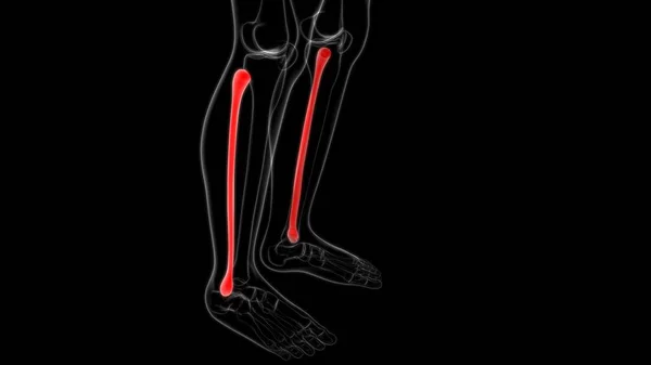 Nsan Iskeleti Anatomisi Fibula Kemiği Tıbbi Konsept Için Hazırlama — Stok fotoğraf