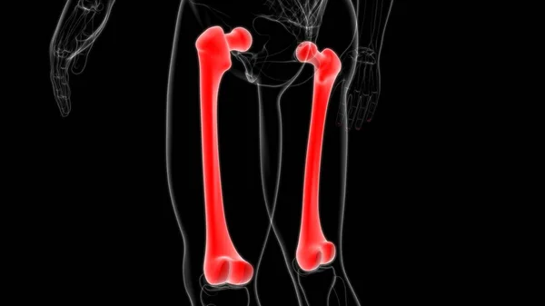 Ανθρώπινη Ανατομία Σκελετού Οστών Femur Αποτύπωση Για Ιατρική Έννοια — Φωτογραφία Αρχείου