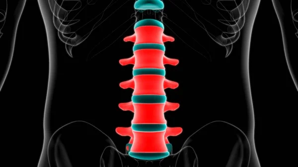 Human Skeleton Vertebral Column Lumbar Vertebrae Anatomy Illustration — 스톡 사진