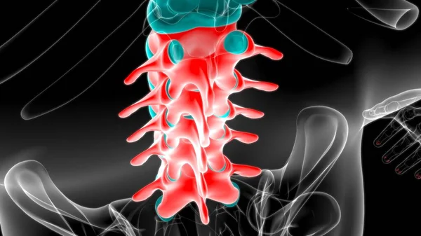 Human Skeleton Vertebral Column Lumbar Vertebrae Anatomy 3D Illustration