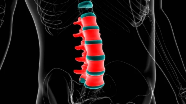 Human Skeleton Vertebral Column Lumbar Vertebrae Anatomy 3D Illustration