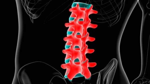 Human Skeleton Vertebral Column Lumbar Vertebrae Anatomy 3D Illustration