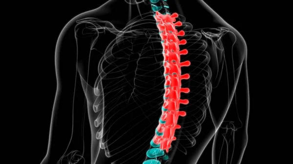 Lidský Kosterní Obratel Páteř Hrudní Obratle Anatomie Ilustrace — Stock fotografie