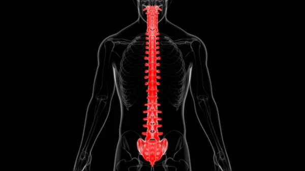 Human Skeleton Vertebral Column Vertebrae Anatomy 3D Illustration