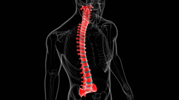 Human Skeleton Vertebral Column Vertebrae Anatomy 3D Illustration