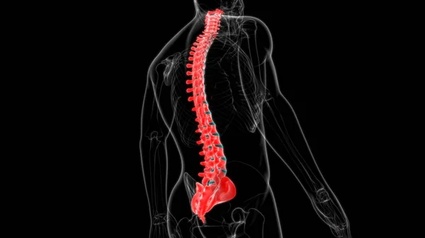 Human Skeleton Vertebral Column Vertebrae Anatomy 3D Illustration