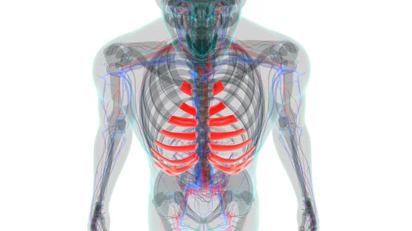 Anatomía Humana Del Esqueleto Costal Cartilage Que Rinde Para Concepto — Foto de Stock