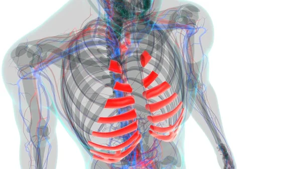 Anatomia Esqueleto Humano Costal Cartilage Renderização Para Conceito Médico — Fotografia de Stock