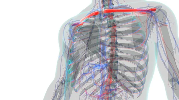 Nsan Iskeleti Anatomisi Köprücük Kemiği Tıbbi Kavram Hazırlama — Stok fotoğraf