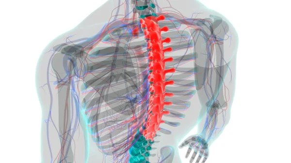 Human Skeleton Vertebral Column Thoracic Vertebrae Anatomy Illustration — 스톡 사진