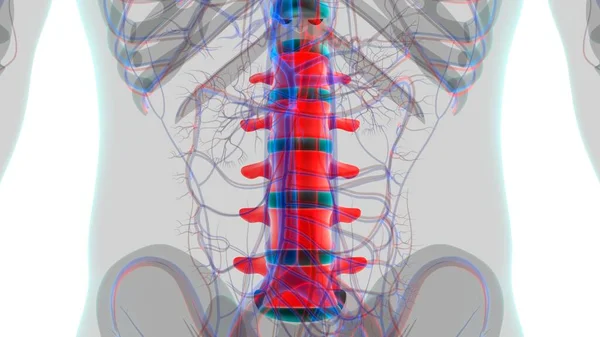 Esqueleto Humano Coluna Vertebral Vértebras Lombares Anatomia Ilustração — Fotografia de Stock
