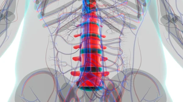 Esqueleto Humano Coluna Vertebral Vértebras Lombares Anatomia Ilustração — Fotografia de Stock